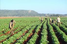 Cuba vit une nouvelle révolution agricole : de l'agriculture intensive à l'agroforesterie
